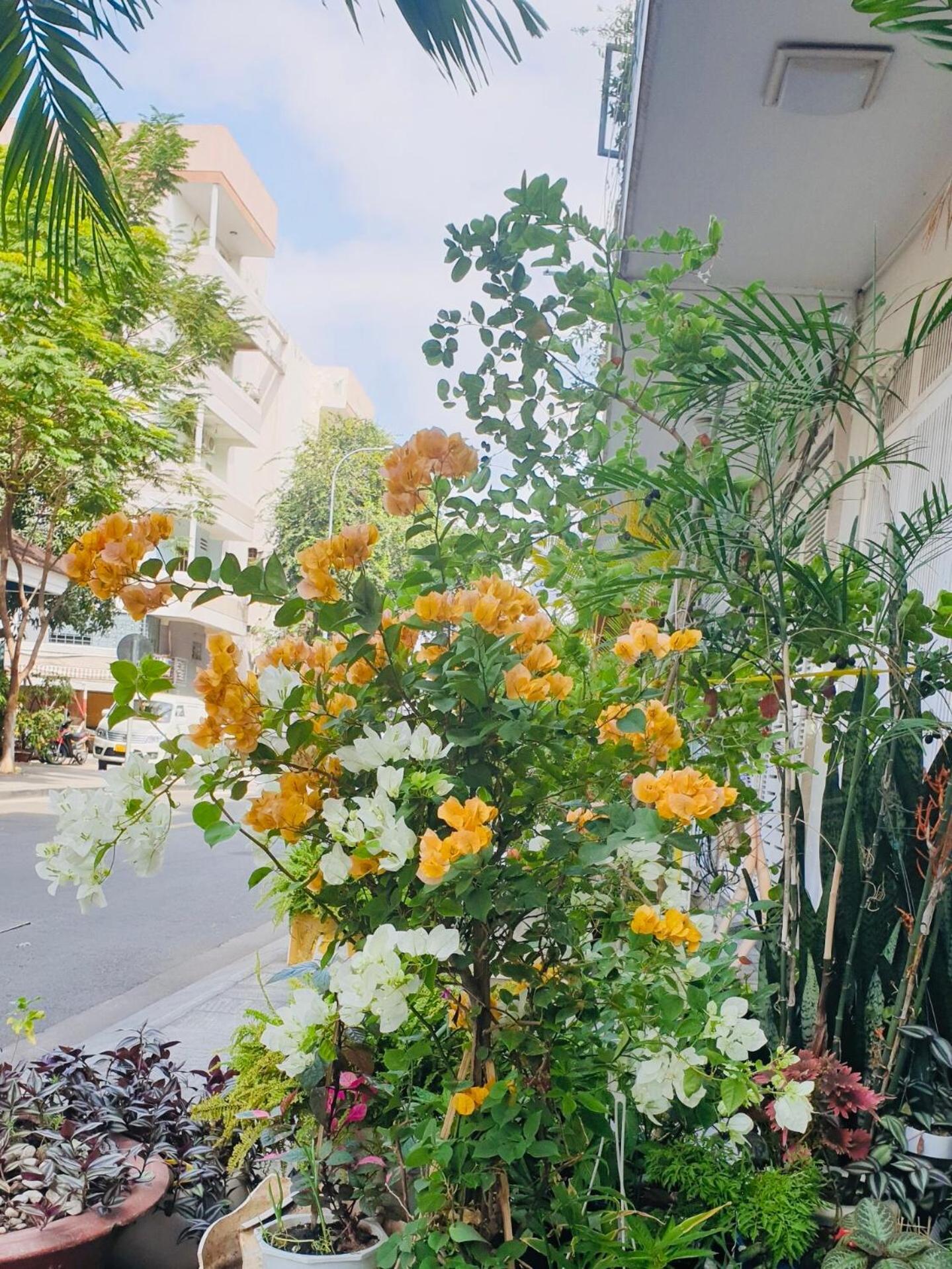 Chez Lotus Rose Hotel โฮจิมินห์ซิตี้ ภายนอก รูปภาพ